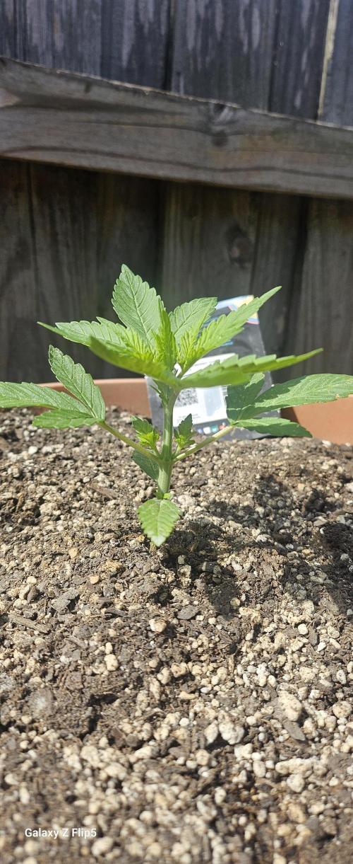 Second attempt at Autos. Week 3