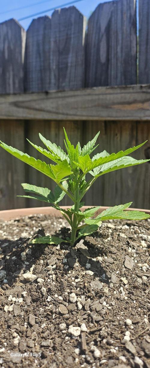 Strawberry Gorilla Auto. Week 3