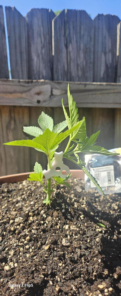 Second attempt at Autos. Week 4 - LST training day.