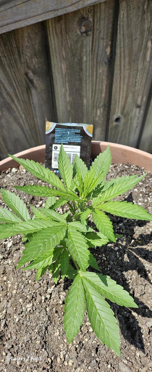 Second attempt at Autos. Week 4