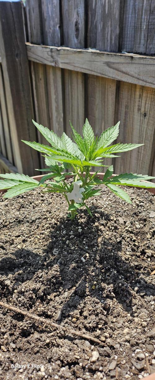 Second attempt at Autos. Week 4
