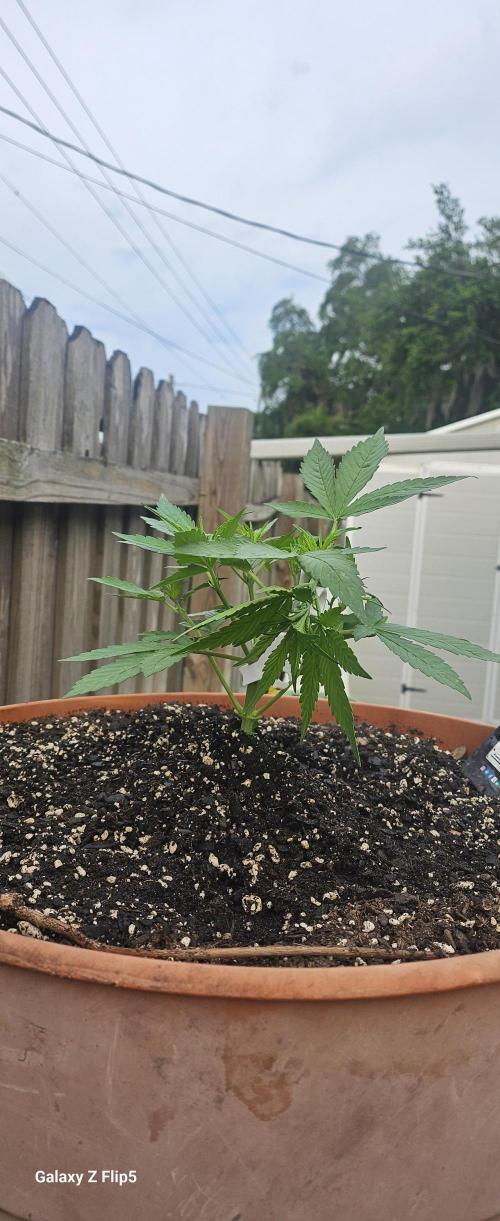 Second attempt at Autos. Week 4