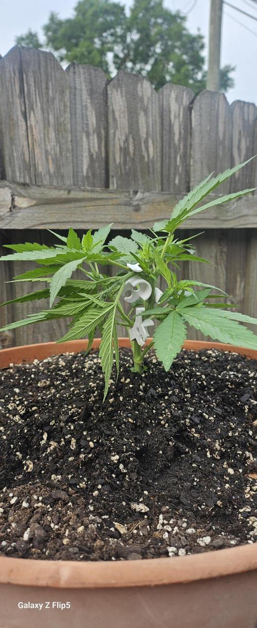 Second attempt at Autos. Week 4