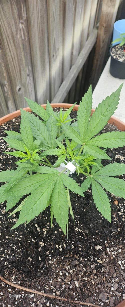 Second attempt at Autos. Week 4