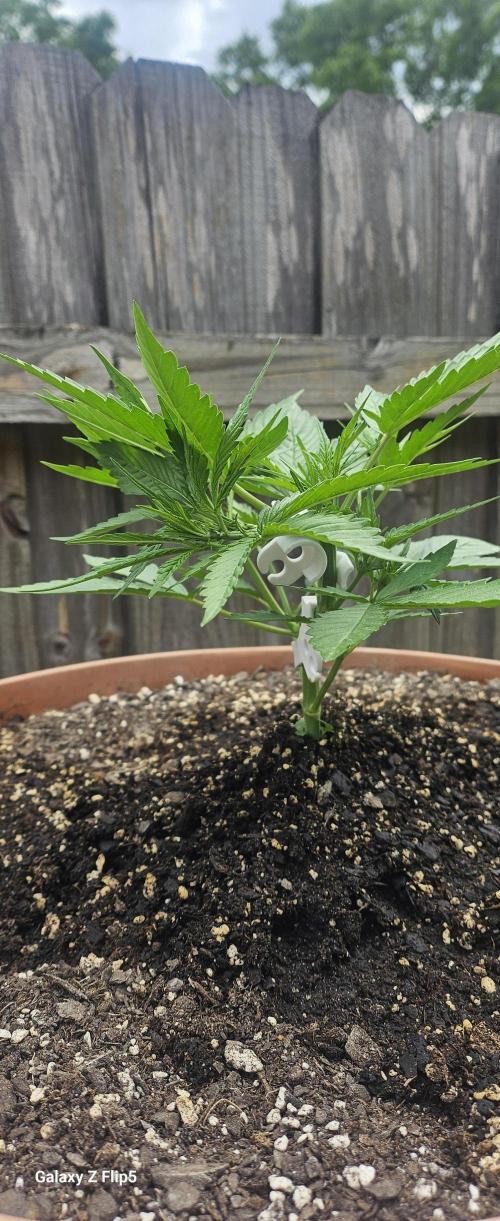 Second attempt at Autos. Week 4