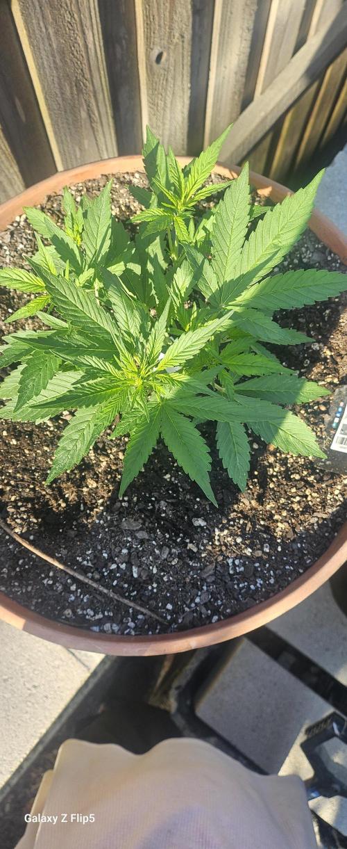 Second attempt at Autos. Week 4