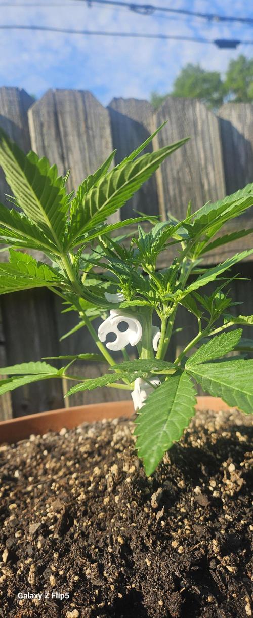 Second attempt at Autos. Week 4