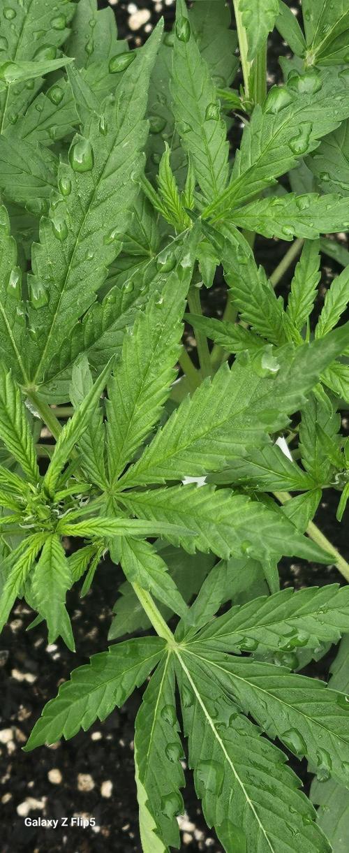 Second attempt at Autos. Week 4