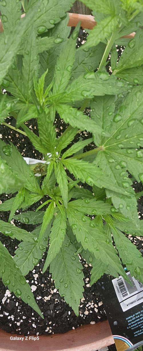Second attempt at Autos. Week 4