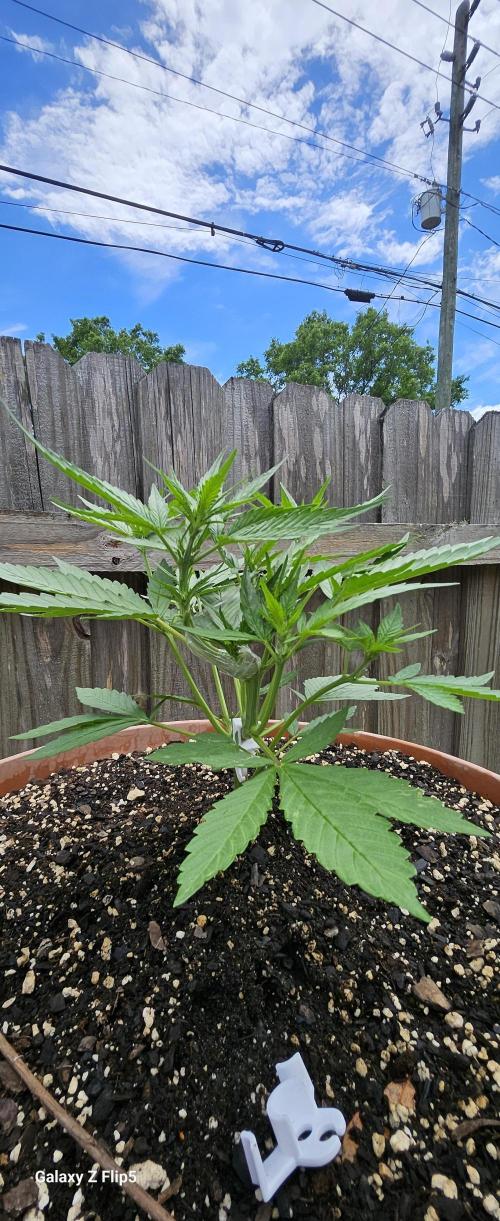 Second attempt at Autos. Week 4