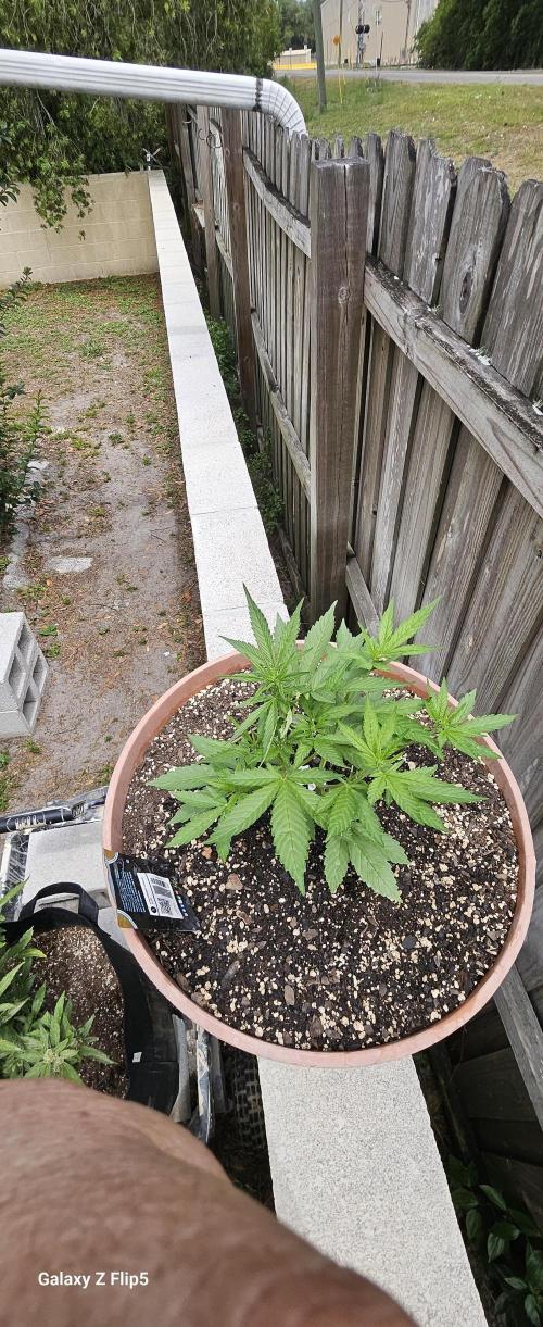 Second attempt at Autos. Week 4