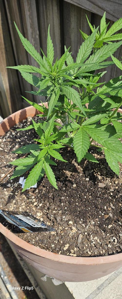 Second attempt at Autos. Week 4