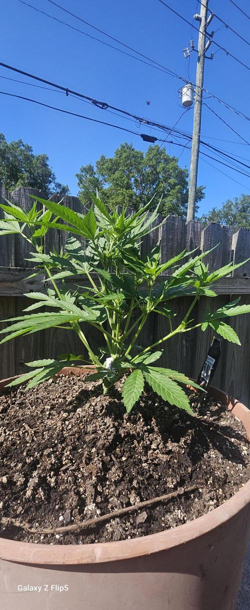 Second attempt at Autos. Week 4