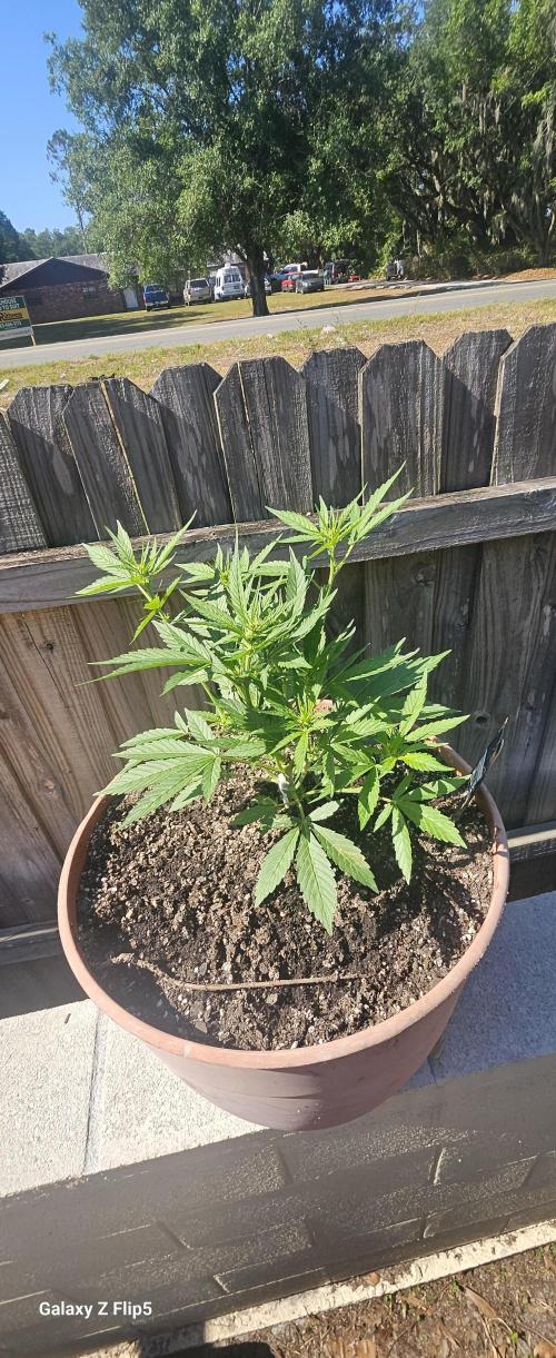 Strawberry Gorilla Auto. Week 4