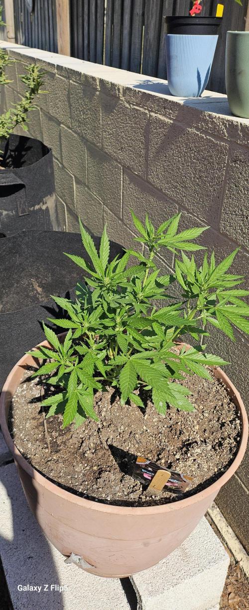 Second attempt at Autos. Week 5