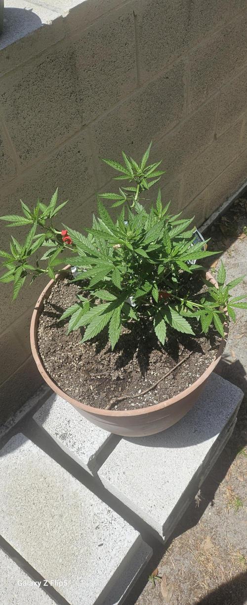 Second attempt at Autos. Week 5