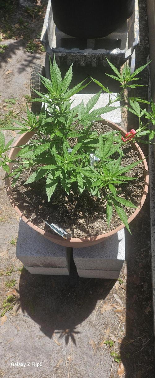 Second attempt at Autos. Week 5