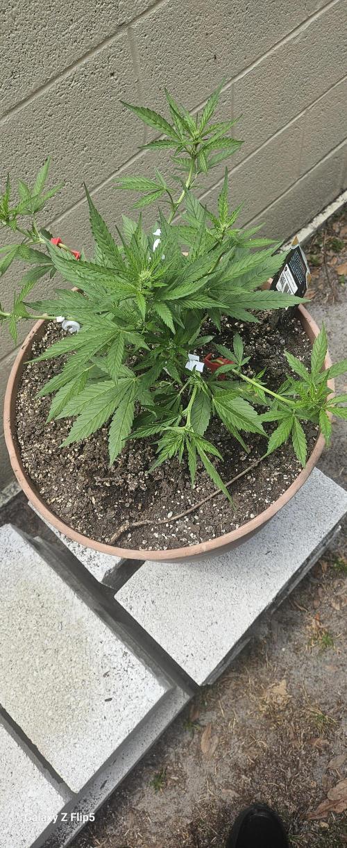 Second attempt at Autos. Week 5