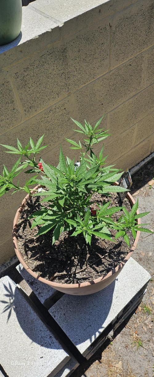 Second attempt at Autos. Week 5