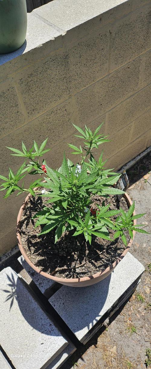 Second attempt at Autos. Week 5