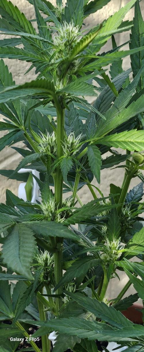 Strawberry Gorilla Auto. Week 5