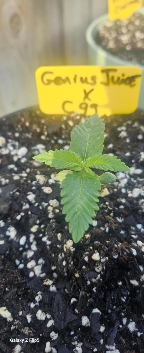 Happy Frog Potting Soil. Week 0