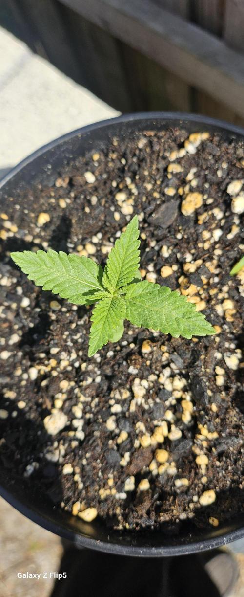 Photo hybrids. Week 3