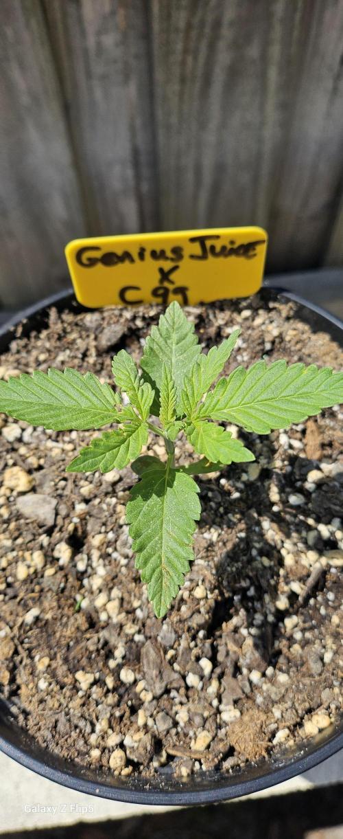 Photo hybrids. Week 3