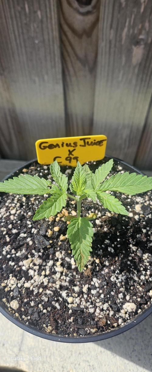 Photo hybrids. Week 3