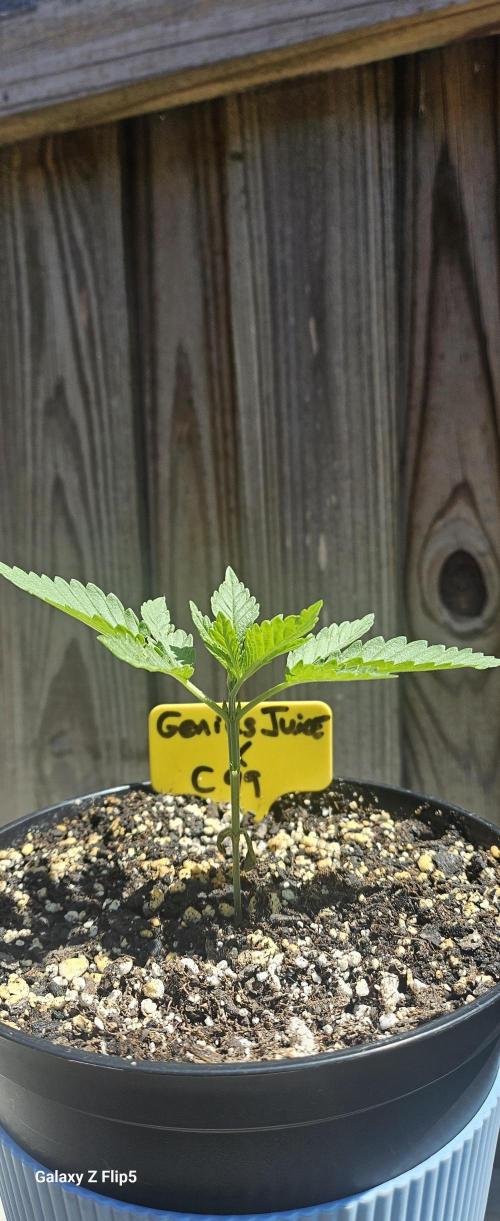 Photo hybrids. Week 3