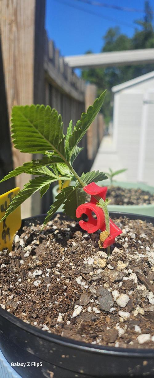 Photo hybrids. Week 3 - Let the training begin.