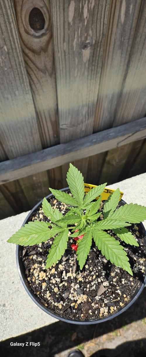 Photo hybrids. Week 3