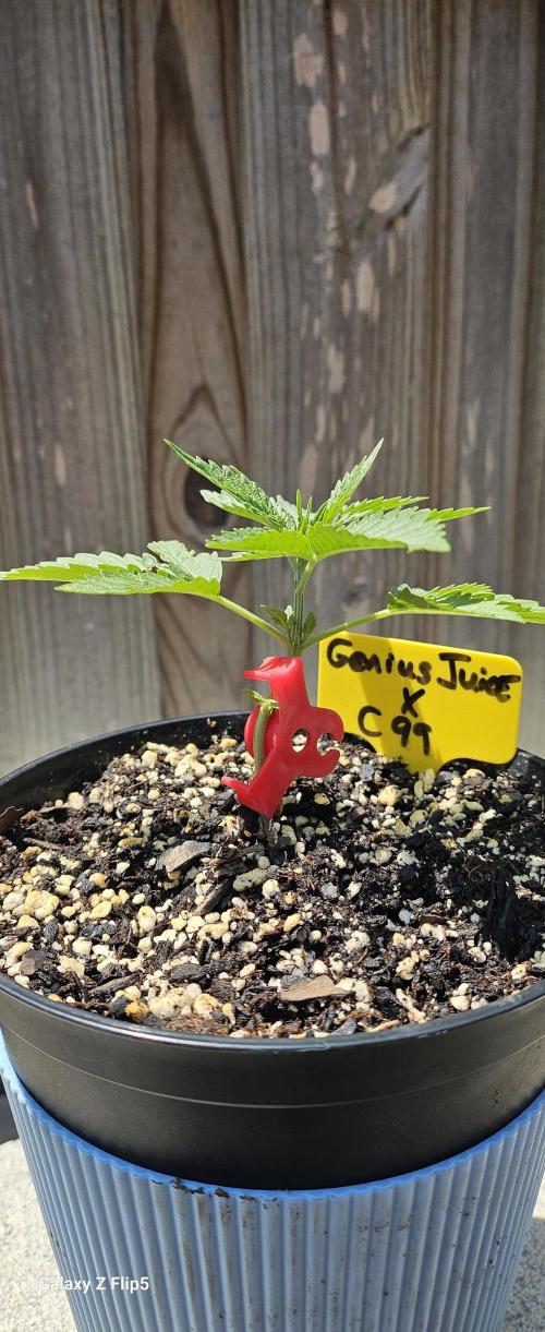 Photo hybrids. Week 3