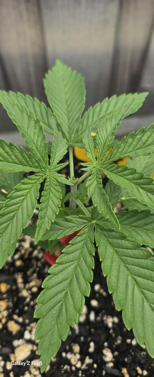Photo hybrids. Week 3