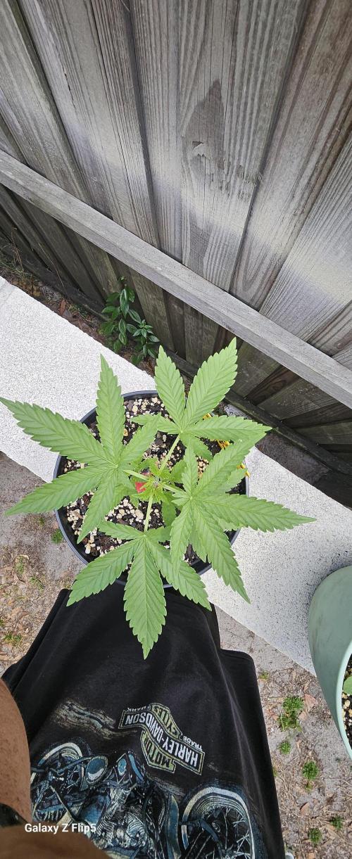 Photo hybrids. Week 3