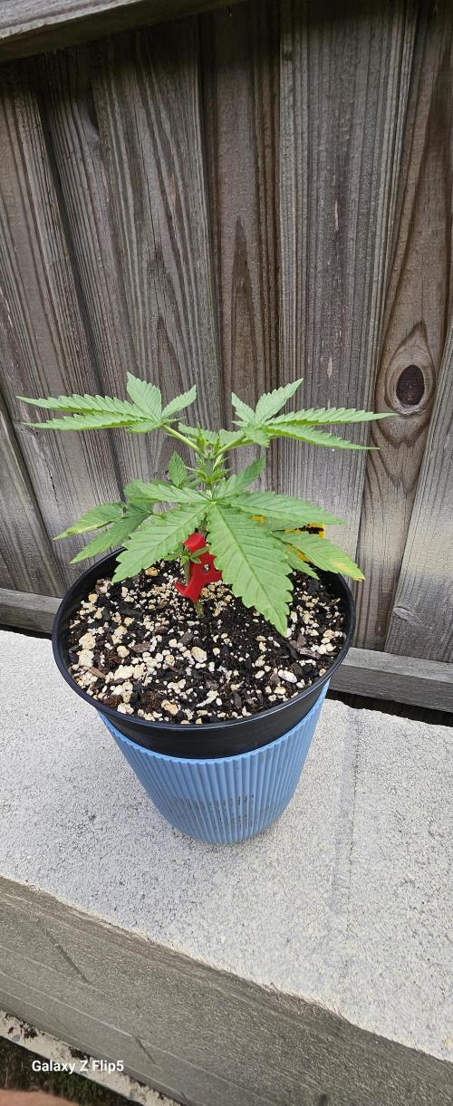 Photo hybrids. Week 3
