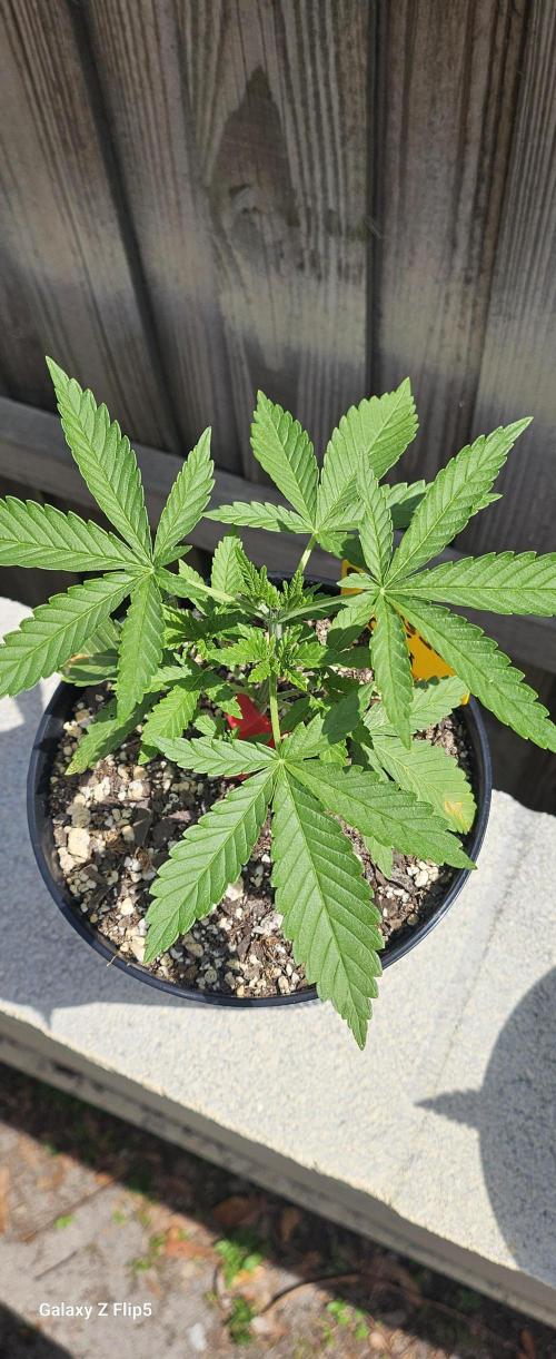 Photo hybrids. Week 3