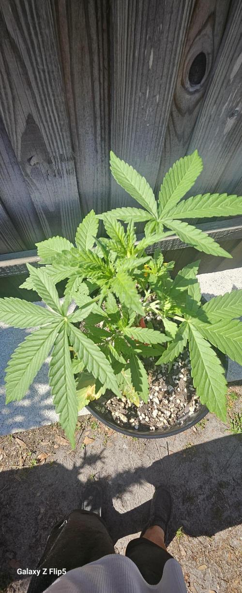 Photo hybrids. Week 3