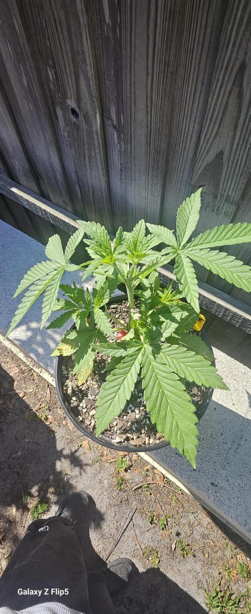 Photo hybrids. Week 3