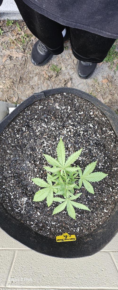 Photo hybrids. Week 3