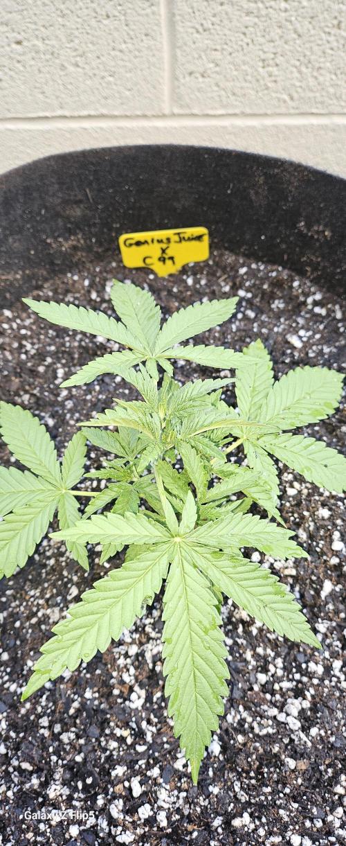 Photo hybrids. Week 3