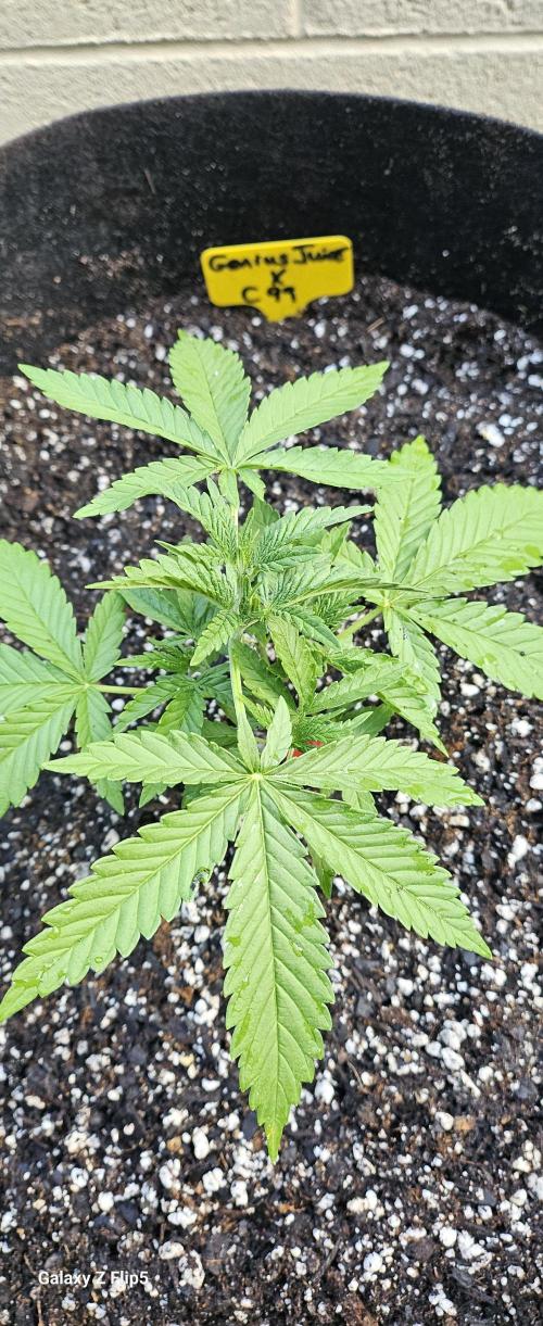 Photo hybrids. Week 3