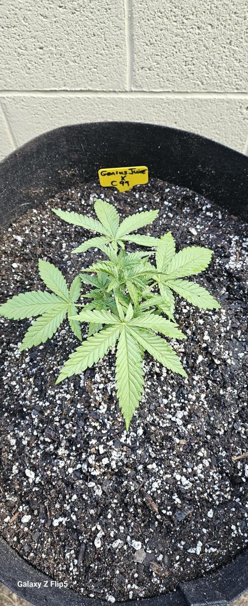 Photo hybrids. Week 3