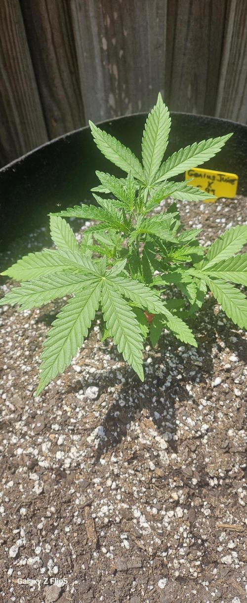Photo hybrids. Week 3