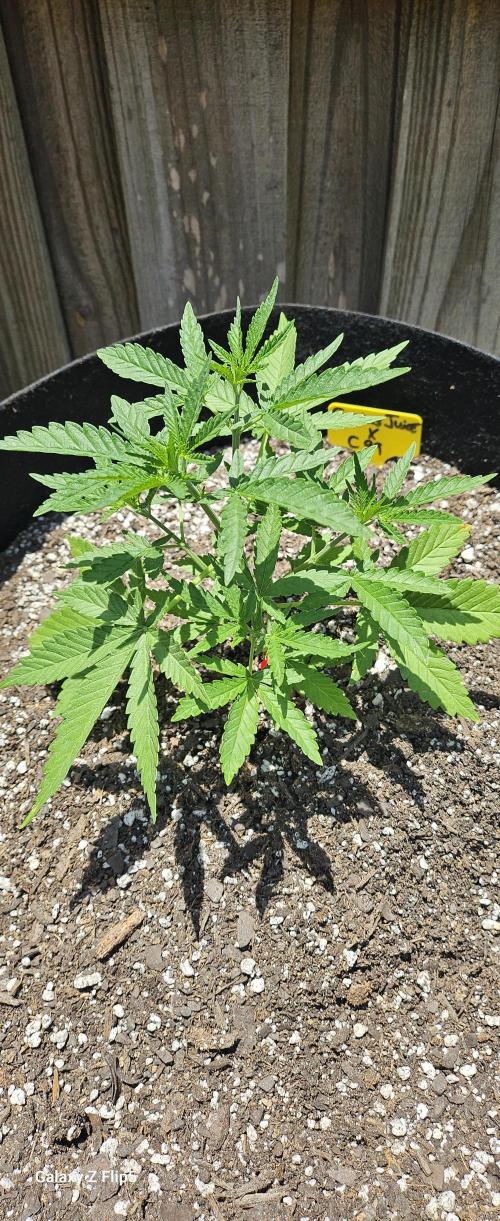 Photo hybrids. Week 3