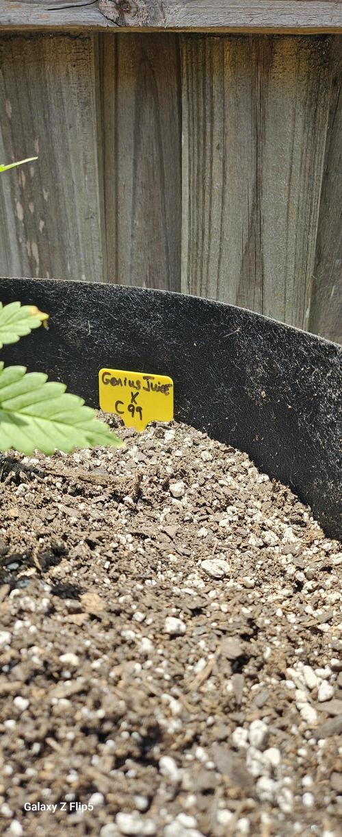Photo hybrids. Week 3