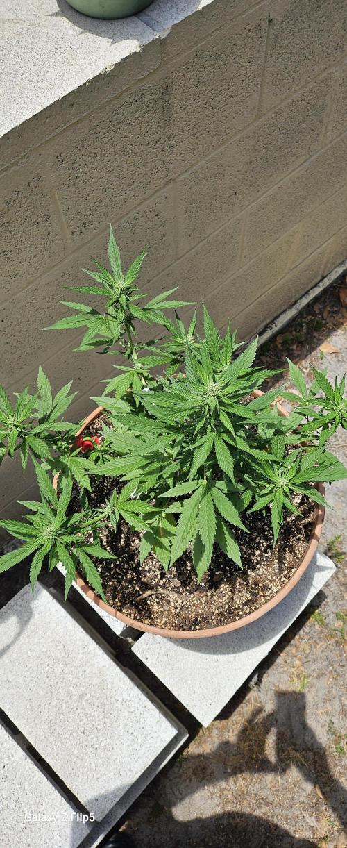 Second attempt at Autos. Week 6