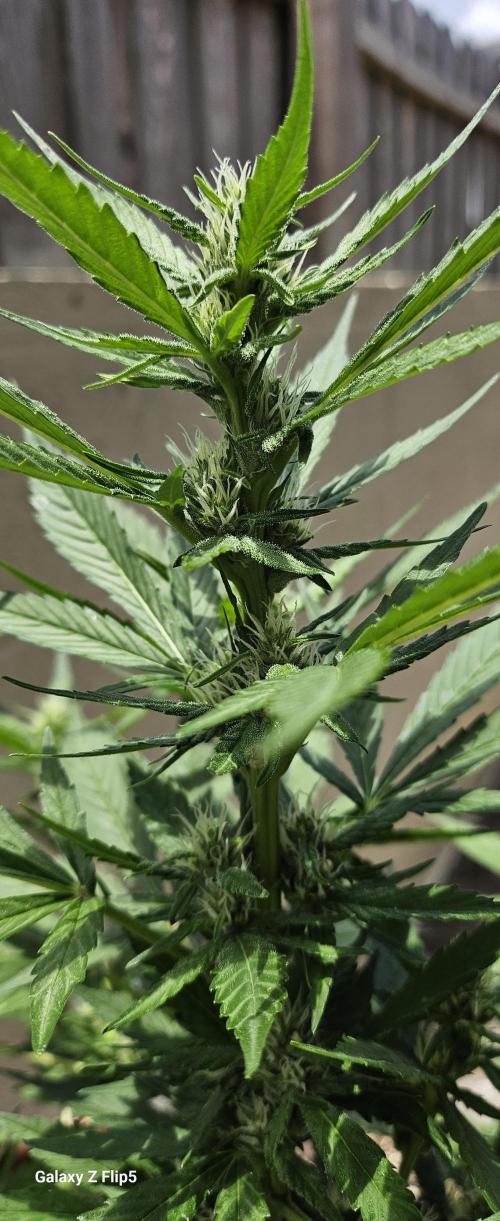 Second attempt at Autos. Week 6