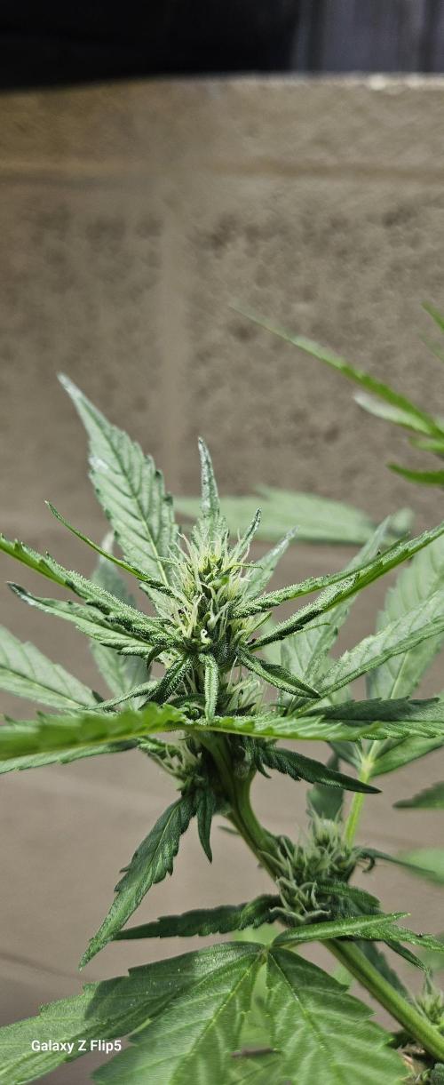Second attempt at Autos. Week 6