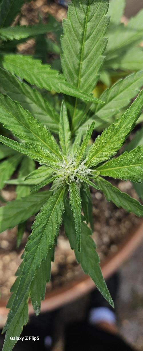 Second attempt at Autos. Week 6